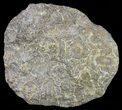 Polished Fossil Coral (Actinocyathus) - Morocco #60057-1